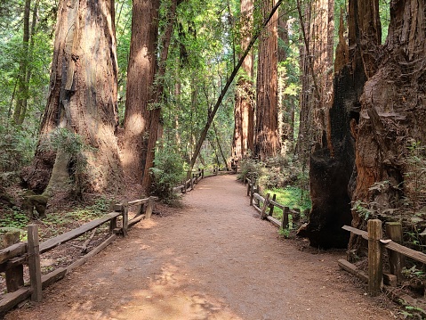 A trail follows a well worn path amongst some of the largest redwood trees at Henry Cowell Redwood State Park near Felton, CA