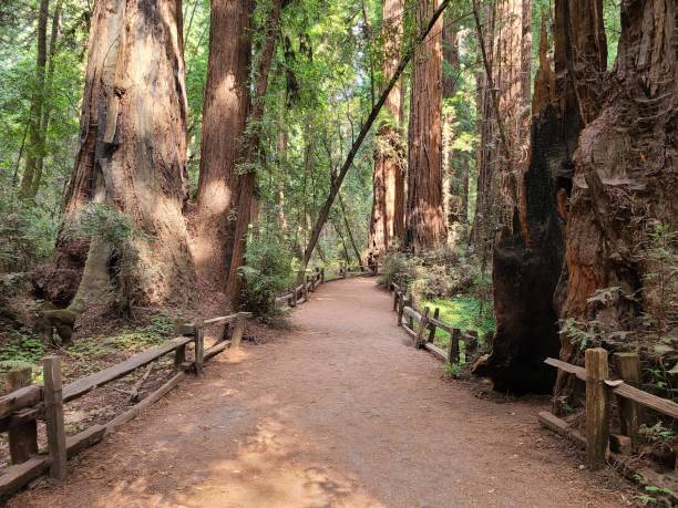 Hiking trail through redwood forest A trail follows a well worn path amongst some of the largest redwood trees at Henry Cowell Redwood State Park near Felton, CA redwood tree stock pictures, royalty-free photos & images