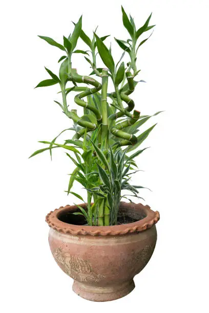 Photo of Guan Yin bamboo (English: Ribbon dracaena, Lucky bamboo, Belgian evergreen, Ribbon plant) is a potted ornamental shrub that is popular as a hobby.