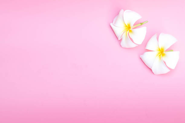 istock white plumeria on pink background 1344194140