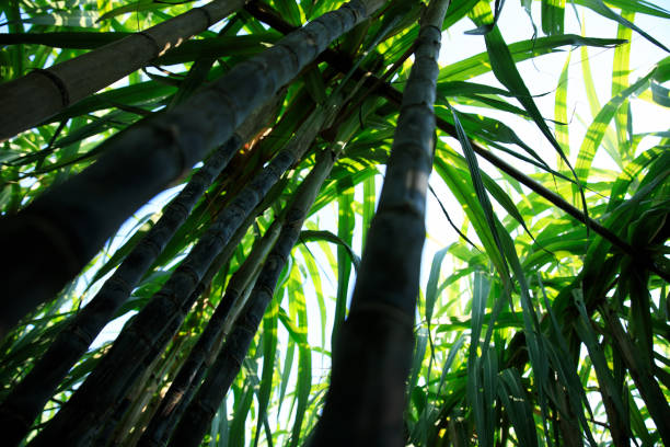 istock Sugarcane plants growing at field 1344195033