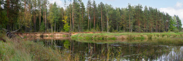 a small river with steep sandy banks flows in the forest against the background of an autumn forest stock photo