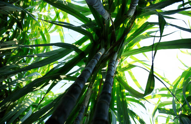 istock Sugarcane plants growing at field 1344195064