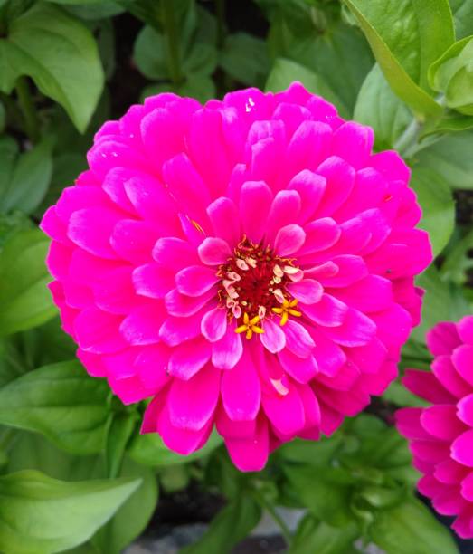 istock Hot Pink Zinnia 1344195081