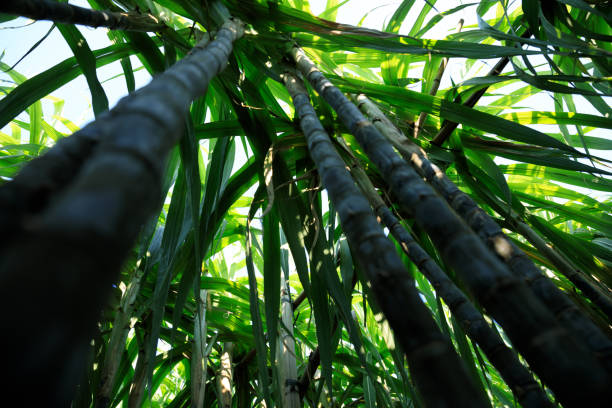 istock Sugarcane plants growing at field 1344195119