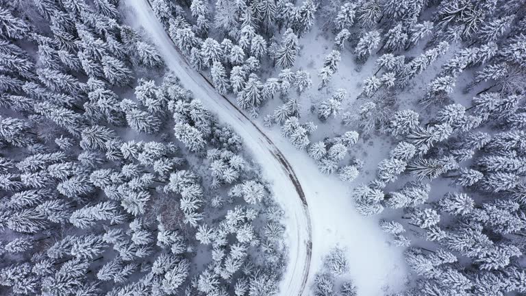 Road leading through the winter forest