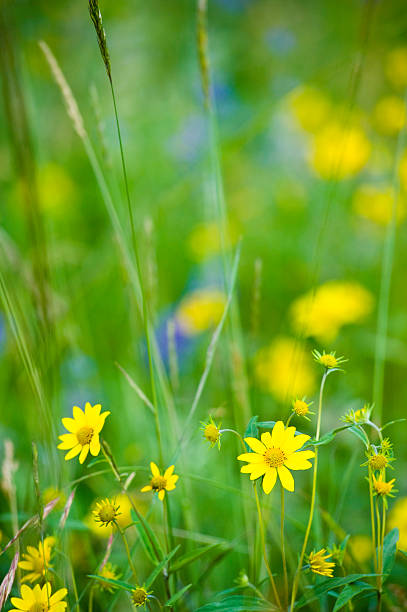 istock Flowers in Mountain Meadow 134419733