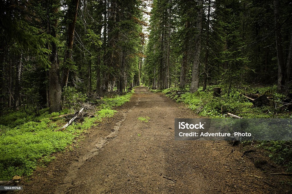 Carretera de tierra a través del bosque Encantada - Foto de stock de Aire libre libre de derechos