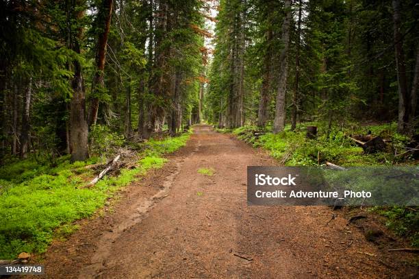 Грунтовая Дорога Через Enchanted Forest — стоковые фотографии и другие картинки Без людей - Без людей, Горизонтальный, Грунтовая дорога