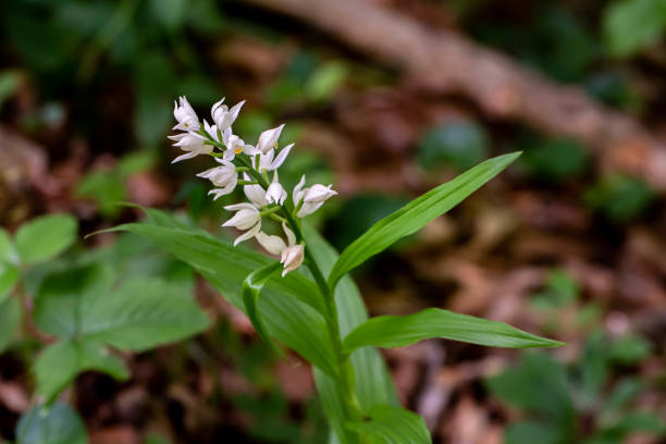 цветок cephalanthera longifolia, растущий в поле - long leaved helleborine стоковые фото и изображения