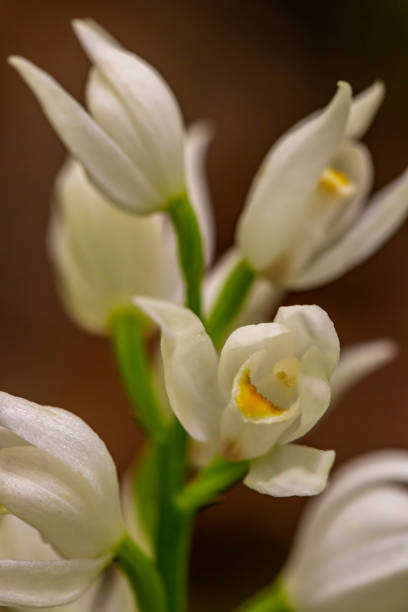 цветок cephalanthera longifolia, растущий в поле, макро - long leaved helleborine стоковые фото и изображения