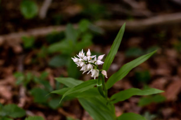 flor de cephalanthera longifolia que crece en el campo, brote de cerca - long leaved helleborine fotografías e imágenes de stock