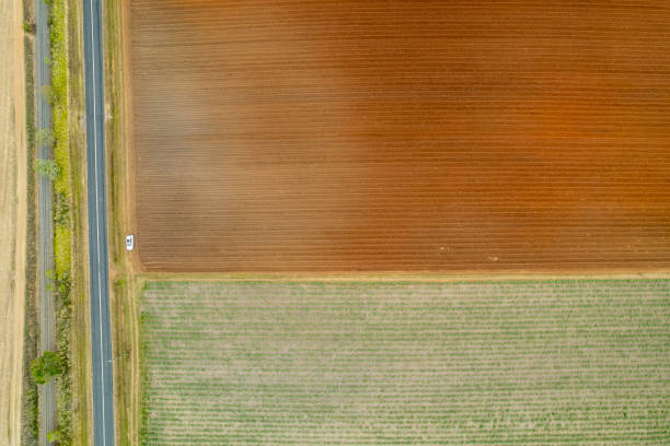 Sugarcane fields aerial pattern of straight lines with car beside highway