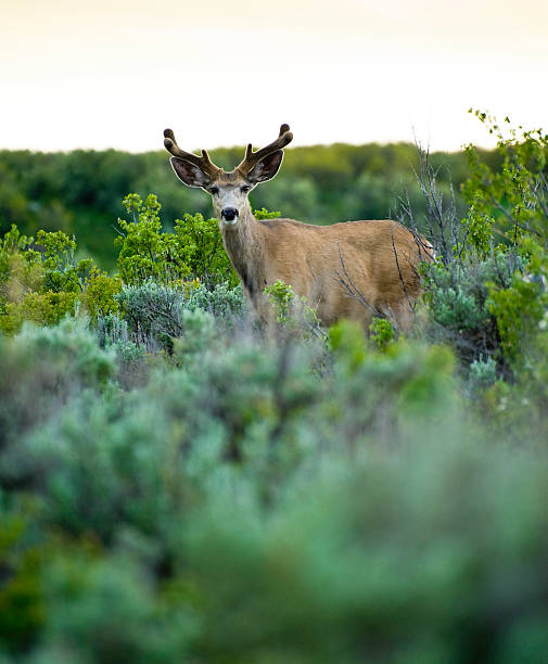 istock Male Buck Deer in Sage Brush 134419999