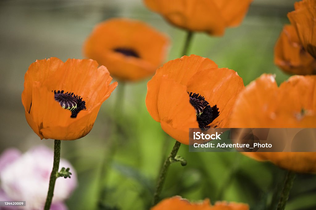 Arancio fiori di Papavero orientale - Foto stock royalty-free di Aiuola