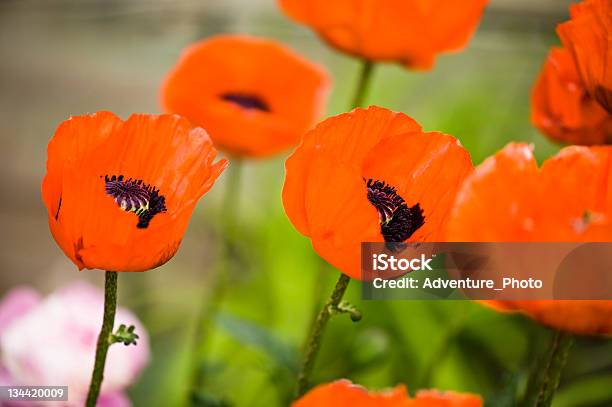 Arancio Fiori Di Papavero Orientale - Fotografie stock e altre immagini di Aiuola - Aiuola, Arancione, Close-up