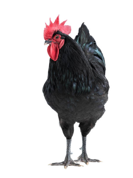 black rooster (Australorp) isolated against white background