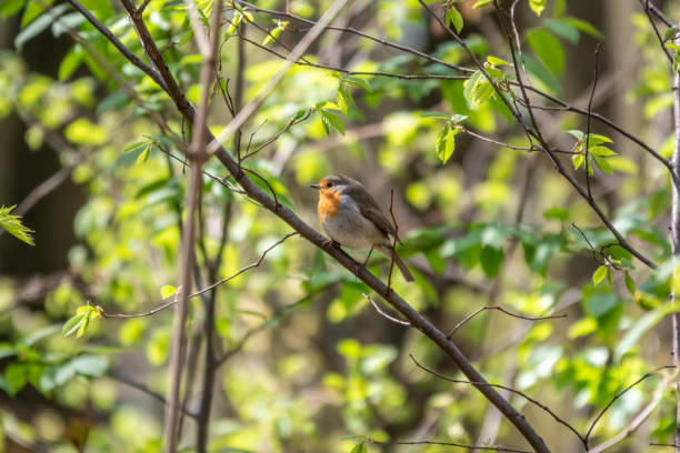 istock European Robin, Erithacus rubecula, song bird sits on tree in the spring forest or park 1344201453