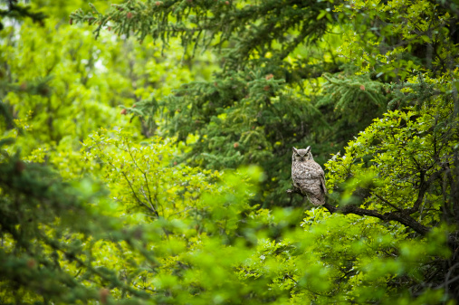 Large Owl in Green Lush Forest.  Converted from 14-bit RAW file.  ProPhoto RGB color space.