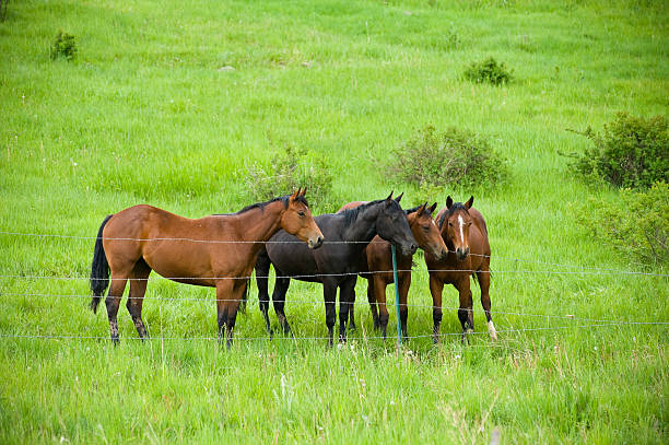 Curious Horses Waiting to be Fed. Group of four horse in a row behind fence.  Converted from 14-bit RAW file.  ProPhoto RGB color space.