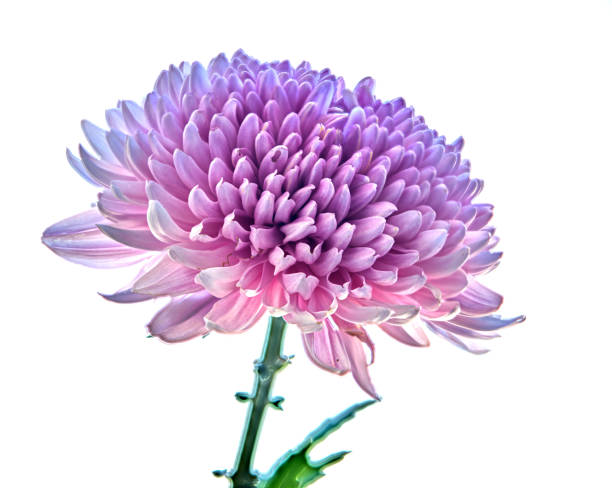 istock chrysanthemum flower growing on white background 1344205153