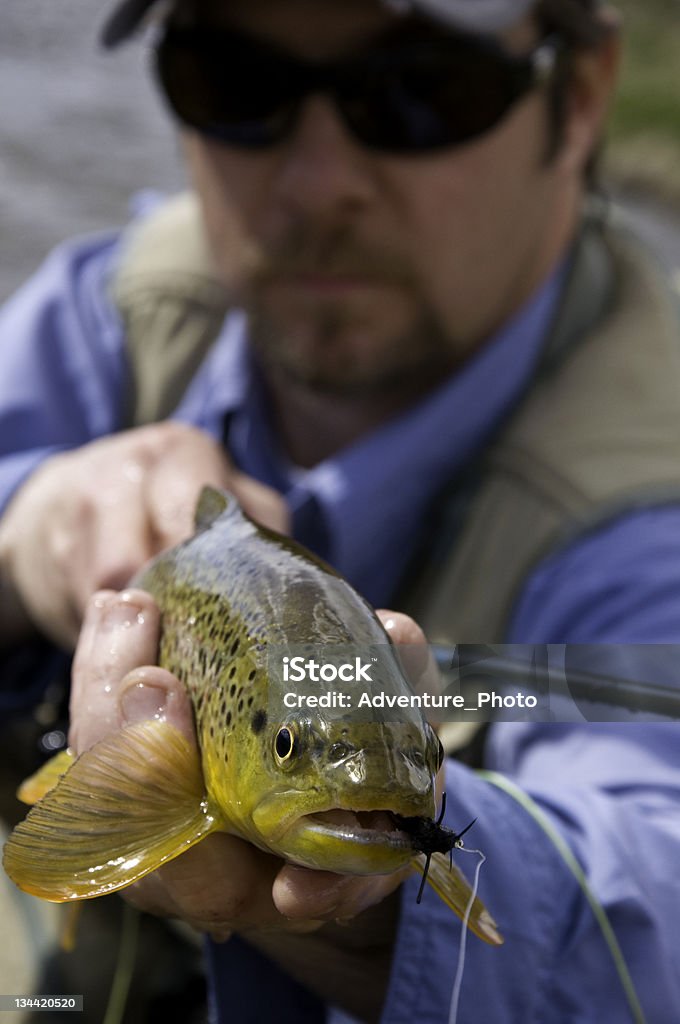 Fly Fisherman Holds Brown Trout Fly Fisherman Holds Brown Trout.  An avid sportsman holds up a beautiful healthy brown trout.  Converted from 12-bit RAW file.  ProPhoto RGB color space. Adult Stock Photo