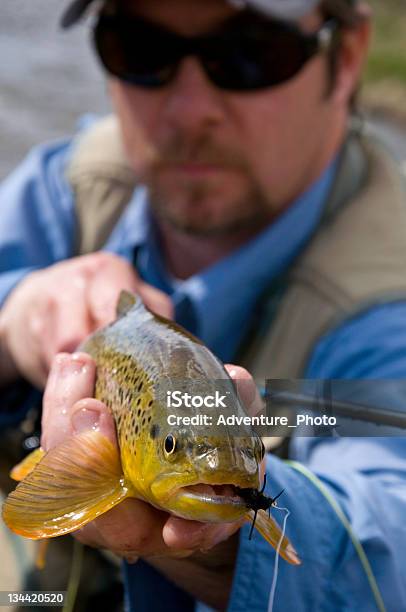 Fly Fisherman Holds Brown Trout Stock Photo - Download Image Now - Adult, Brown Trout, Catching