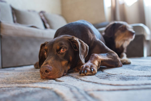istock Old doberman dog lying down on the floor with his buddy behind him 1344207751