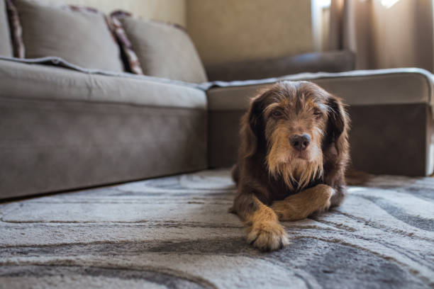 Senior female dog mixed breed lying down