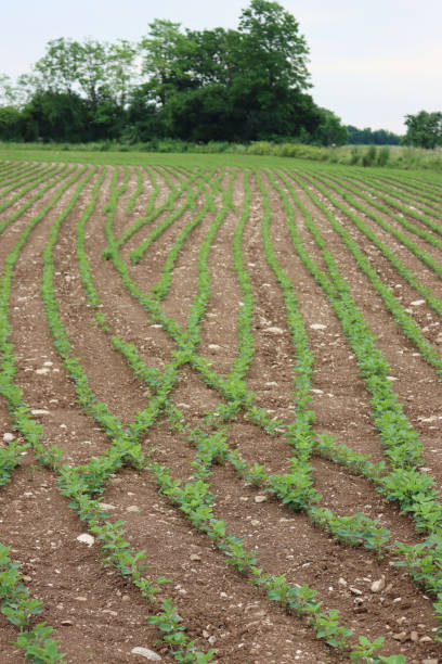 istock Green Soybean plants growing in rows in the field 1344208023
