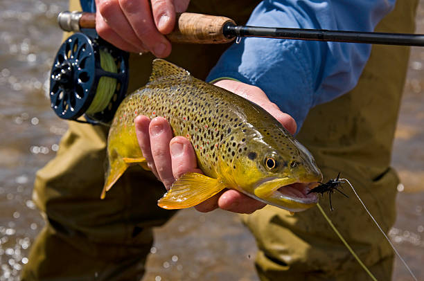 istock Fly Fisherman Holds Brown Trout 134420843