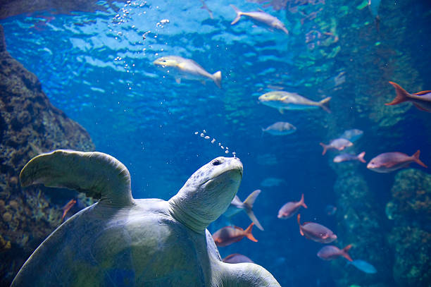 istock Sea Turtle Closeup Swimming and Blowing Bubbles 134420944