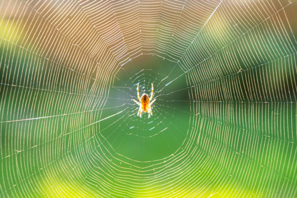 istock Spider on spider web over blurred green trees background. Macro shot spider web. Close-up of spider weaving web in forest. Spider web in sunny forest 1344210870
