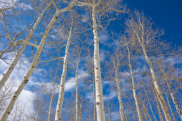 istock Aspen Trees and Blue Sky Looking Up 134421160