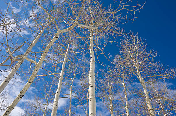 istock Aspen Trees and Blue Sky Looking Up 134421176