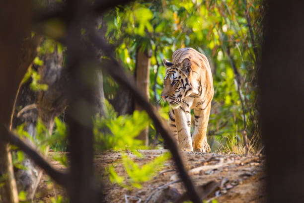 A Bengal Tiger walking through the jungle to rest in Bandhavgarh, India stock photo
