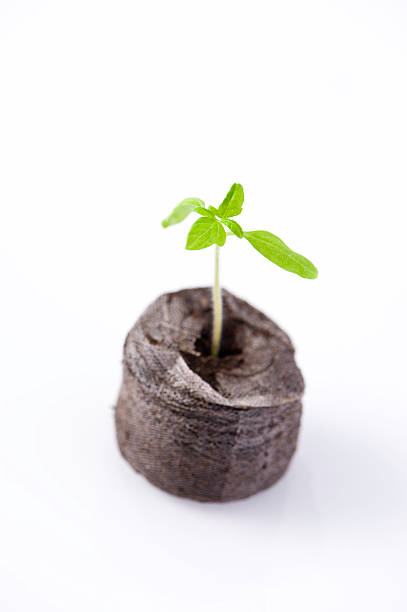 istock New Life Tomato Plant Seedling 134421364