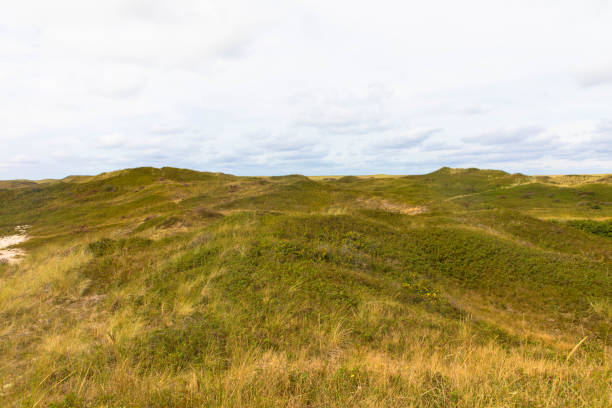 Panoramic view of summer landscape with slopes and small hilly on the dunes of Texel National Park, Dutch North sea coastline, De Koog, Texel Island, Noord Holland, Netherlands.