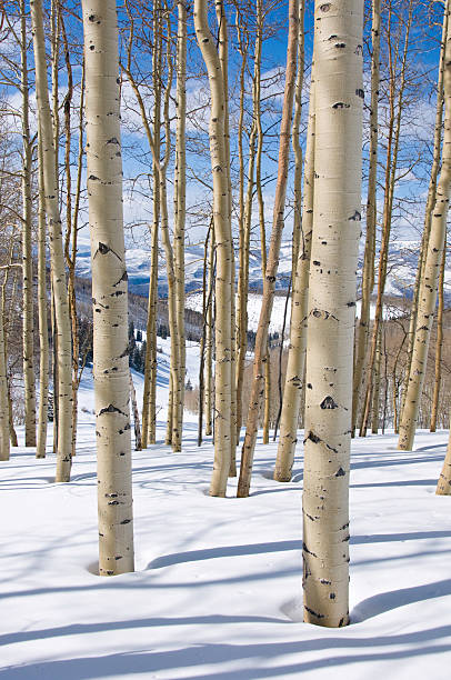 Colorado Aspen Trees in WInter.  Scenic vertical landscape high in the mountains of Colorado with warm late afternoon light.  Fresh snow and shadows for striking effect.  ProPhoto RGB.