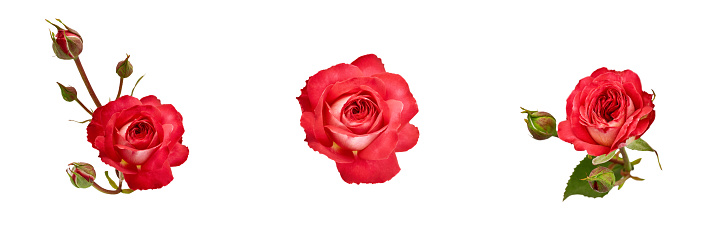 set of orange-red roses on a white background. isolated flowers for various designs of invitations and greeting cards. objects without shadow.