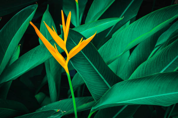 istock exotic flower, tropical foliage nature dark green background 1344215511