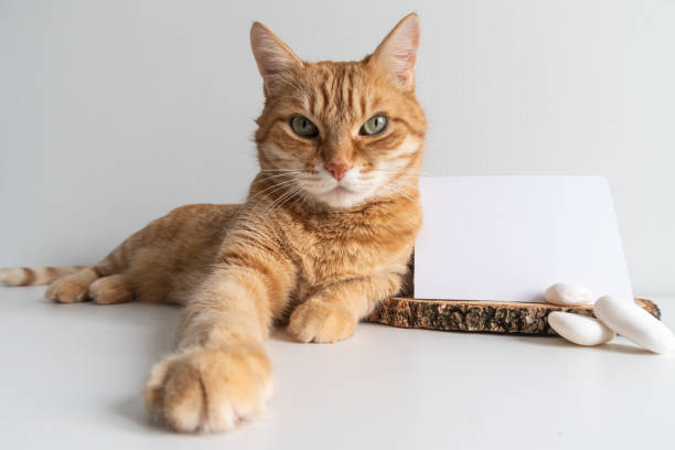 Ginger cat rustic mock up postcard. Horizontal card with white pebble on white table background mockup. Cute pet animal with space for your image or text. stock photo