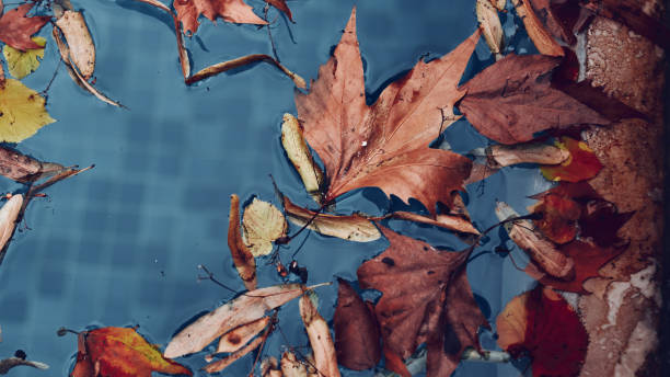 istock Golden autumn maple leaf lying in a pool -abstract background 1344216796