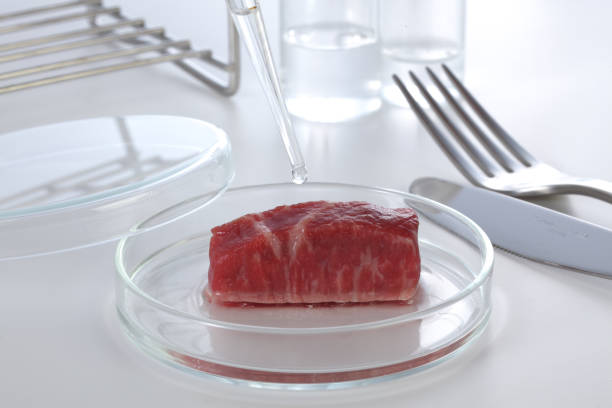 cultured meat in laboratory. stock photo
