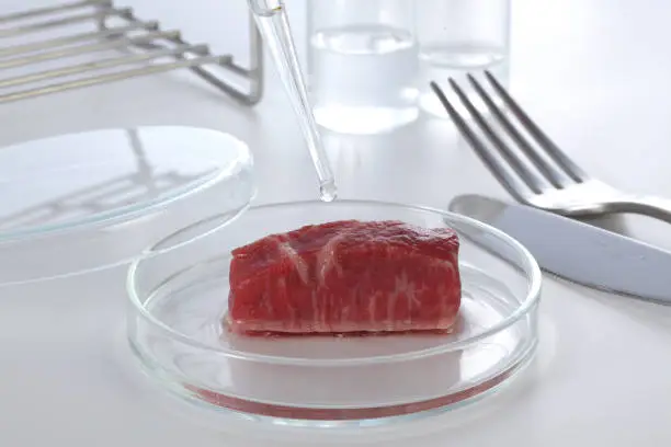 Photo of cultured meat in laboratory.