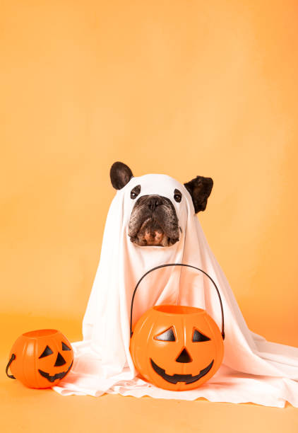 Halloween dog is wearing a sheet, disguised as a ghost costume with pumpkins Halloween dog is wearing a sheet, disguised as a ghost costume with pumpkins cute ghost stock pictures, royalty-free photos & images