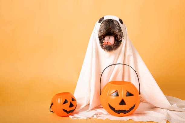 istock funny dog ghost with a halloween pumpkin in a photo studio 1344216892