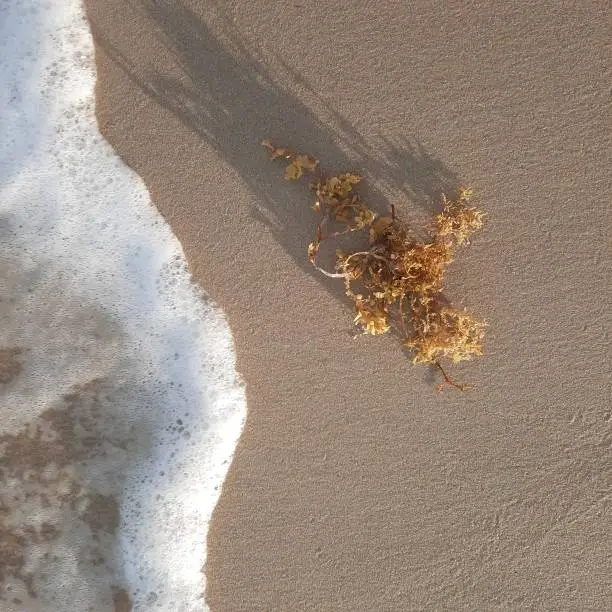 Seaweed laying on the beach with sea water and sand