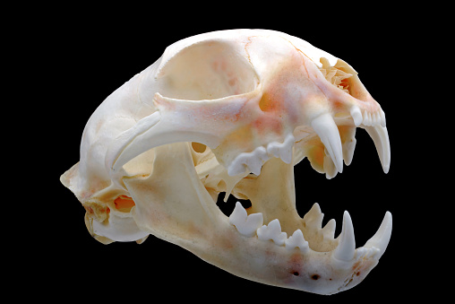 Close-up of a Bobcat Skull.