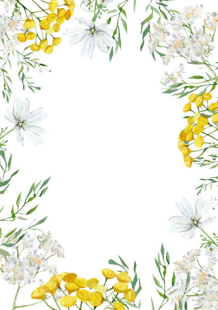 aquarell weiß und gelb blumenrahmen design mit handgezeichnete wiesenwildblume, grüne zweige, laub, blätter. hochzeitsbegleitung, brautdusche, babydusche. - lavender coloured lavender flower frame stock-grafiken, -clipart, -cartoons und -symbole